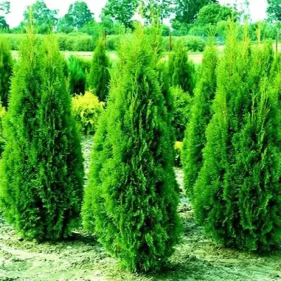 Туя ВИДМАНТ западная в Жодино