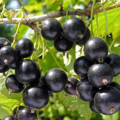 Смородина черная ГАМАЮН в Жодино