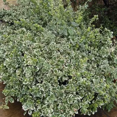 Бересклет ЭМЕРАЛЬД ГАИТИ форчуна  в Жодино