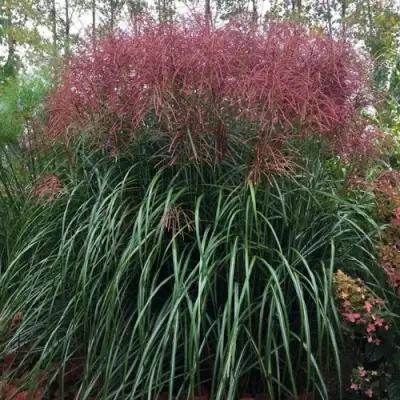 Мискантус МАЛЕПАРТУС китайский  в Жодино