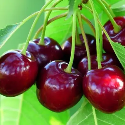 Вишня ВЯНОК в Жодино