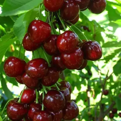 Вишня ВОСТОРГ колонновидная в Жодино