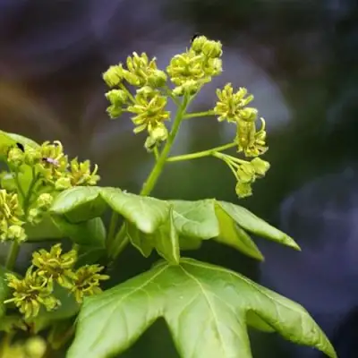 Клен полевой в Жодино