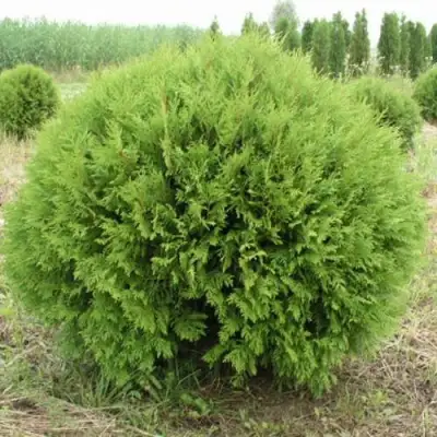 Туя ГЛОБОЗА западная в Жодино