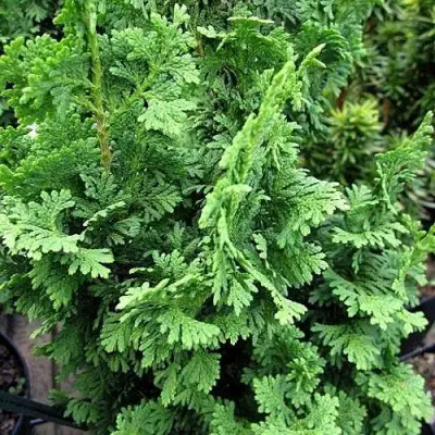 Туя ЗМАТЛИК западная в Жодино