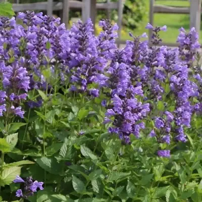 Котовник БЛЮ ДРИМС полусидячий в Жодино