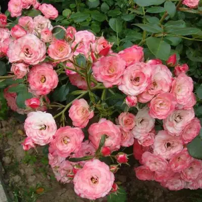 Роза ПАТ ДЕ ВЕЛЮР шраб в Жодино