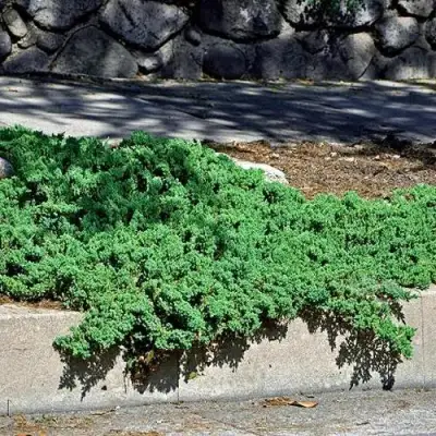 Можжевельник НАНА лежачий в Жодино