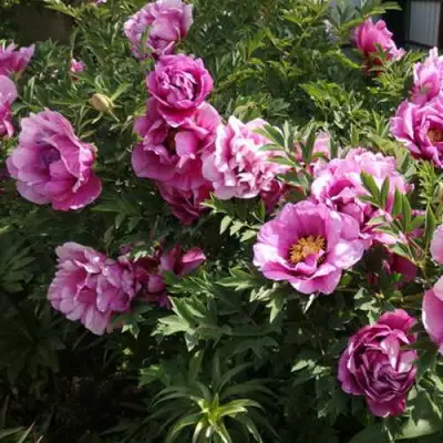 Пион ВРАТА ХРАМА древовидный  в Жодино