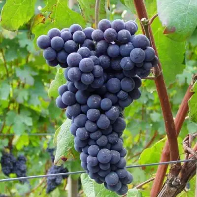 Виноград МУКУЗАНИ в Жодино