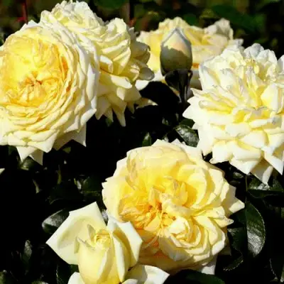 Роза НАДЯ МЕЙДИЛАНД почвопокровная в Жодино