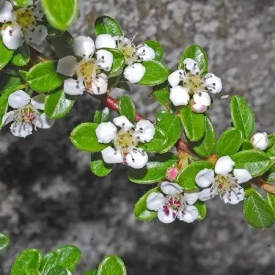Кизильник ТАНГСТЕДТ горизонтальный  в Жодино