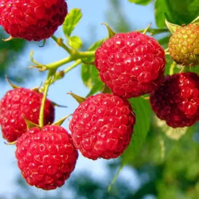 Малина МЕТЕОР в Жодино