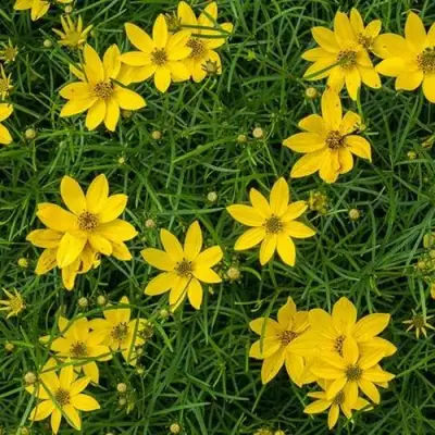 Кореопсис мутовчатый в Жодино