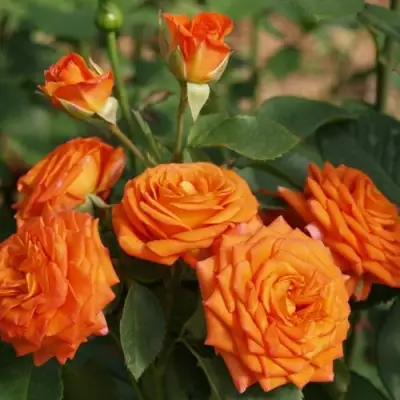 саженцы розы Бейб