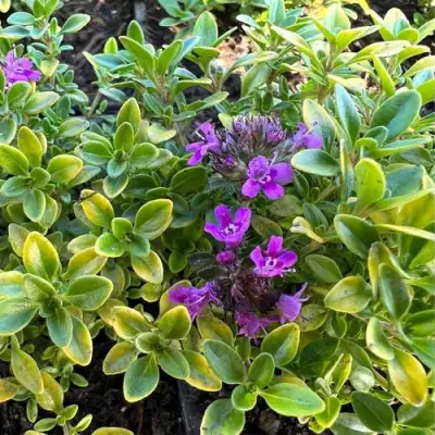 Тимьян АРЧЕРЗ ГОЛД в Жодино