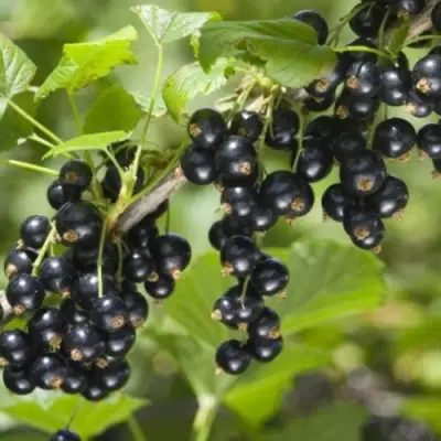 Смородина черная БЕН КОНАН в Жодино