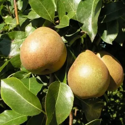 Саженцы груши Белорусская поздняя