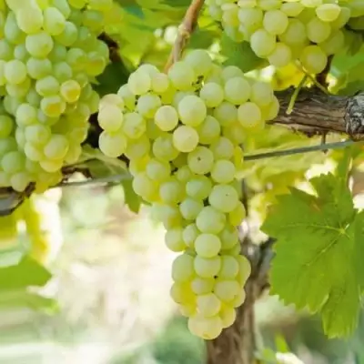 Виноград КИШМИШ МУСКАТНЫЙ в Жодино