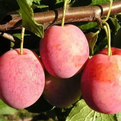 Слива ВИКТОРИЯ в Жодино