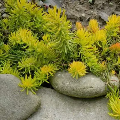 Очиток (седум) АНГЕЛИНА оттогнутый в Жодино