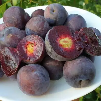 Сливово-вишневый гибрид МЕЙНОР в Жодино