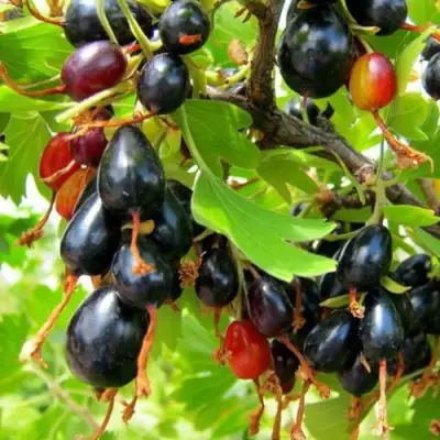 Смородина золотистая БОКАЛИНСКАЯ в Жодино