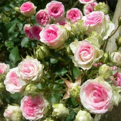 Роза МИМИ ЭДЕН спрей в Жодино