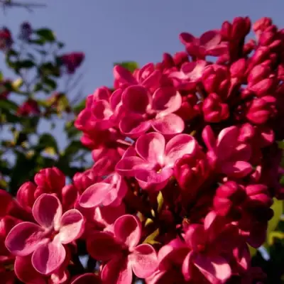 Сирень КРАСНАЯ МОСКВА в Жодино