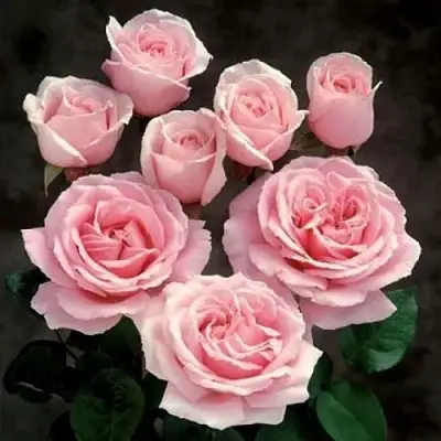 Роза ФРЕДЕРИК МИСТРАЛЬ чайно-гибридная в Жодино