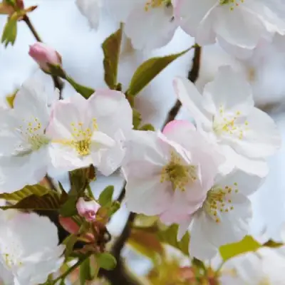 Вишня ОКАМЕ в Жодино