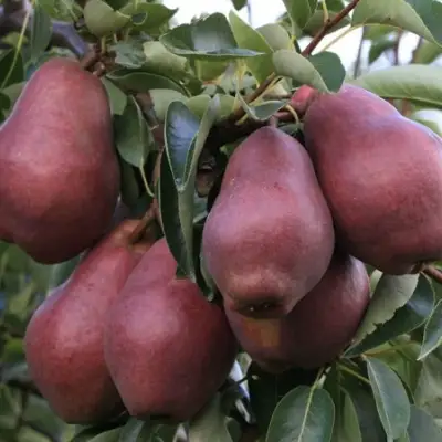 Груша РЕД ВИЛЬЯМС в Жодино