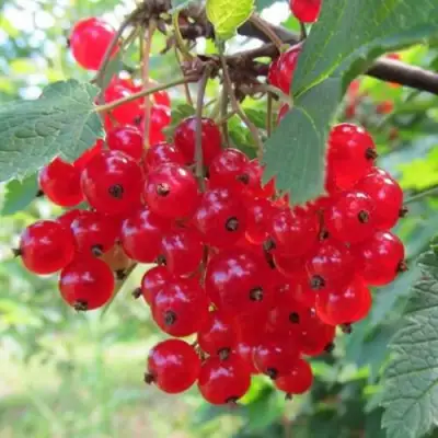 Смородина красная КРАСНАЯ АНДРЕЙЧЕНКО в Жодино