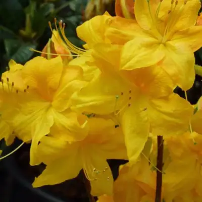 Азалия ЛИМЕТТА листопадная в Жодино