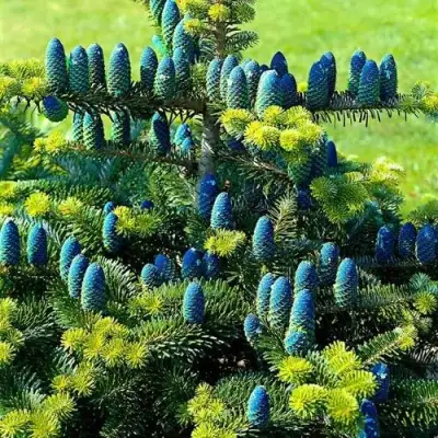 Пихта корейская  в Жодино