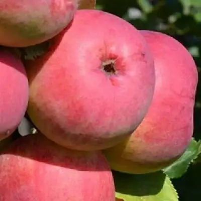 Яблоня ВЭМ-РОЗОВЫЙ в Жодино