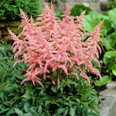 Астильба БРЕССИНГЕМ БЬЮТИ Арендса в Жодино