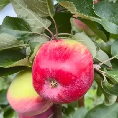 Яблоня АРБАТ колонновидная в Жодино