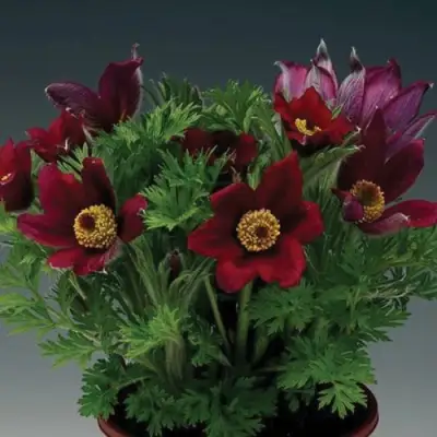 Прострел ПИНВИЛ РЕД ШЕЙДЕС в Жодино