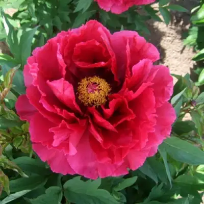 Пион КРАСНЫЙ ГИГАНТ древовидный в Жодино