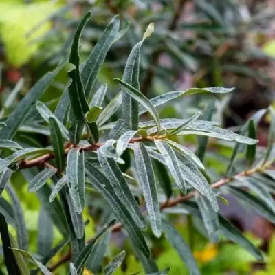 Облепиха АДАМ (МУЖСКАЯ) в Жодино