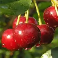 Дюк ПРЕВОСХОДНАЯ ВЕНЬЯМИНОВА в Жодино