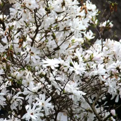 Магнолия СТЕЛЛАТА в Жодино