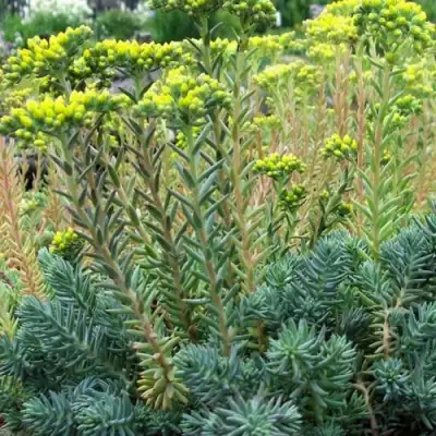 Очиток (седум) отогнутый в Жодино