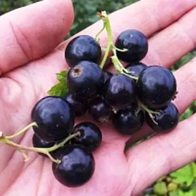 Смородина чёрная ГЕРКУЛЕС в Жодино