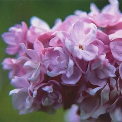 Сирень КАТЕРИНА ХАВЕМЕЙЕР в Жодино