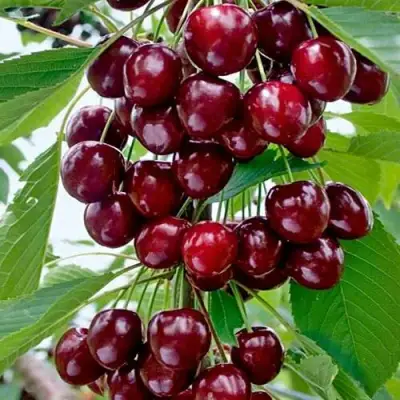 Черешня ХЕЛЕНА колоновидная в Жодино