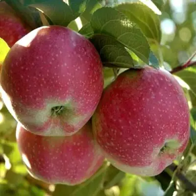 Яблоня АЛЬВА в Жодино