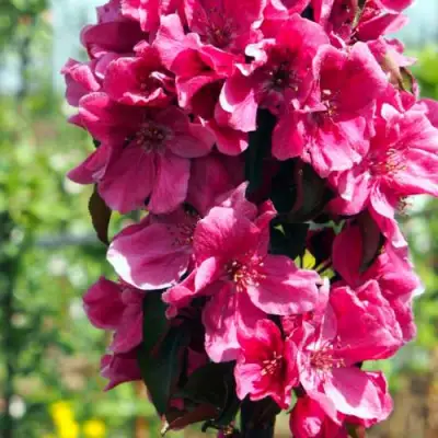 Яблоня МАЛИНОВОЕ ОЖЕРЕЛЬЕ колонновидная в Жодино