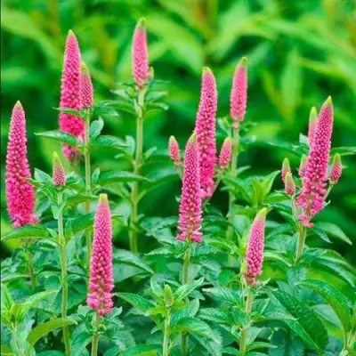 Вероника РОНИКА ФУКСИЯ в Жодино